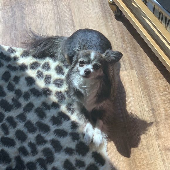 nashbelle